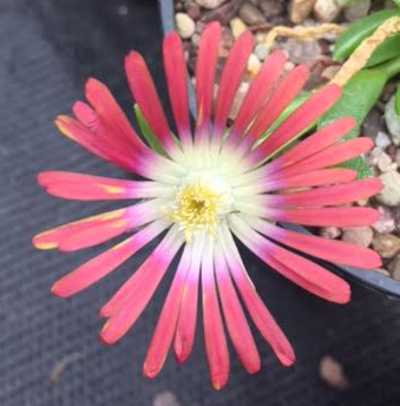 Delosperma 'Red Mountain' 